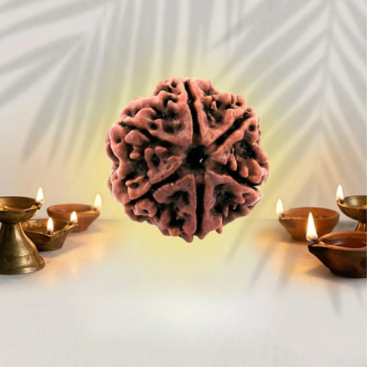 6 Mukhi Rudraksha (Nepali)