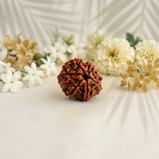 7 Mukhi Rudraksha (Nepali)