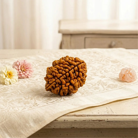 2 Mukhi Rudraksha (Indonesian)
