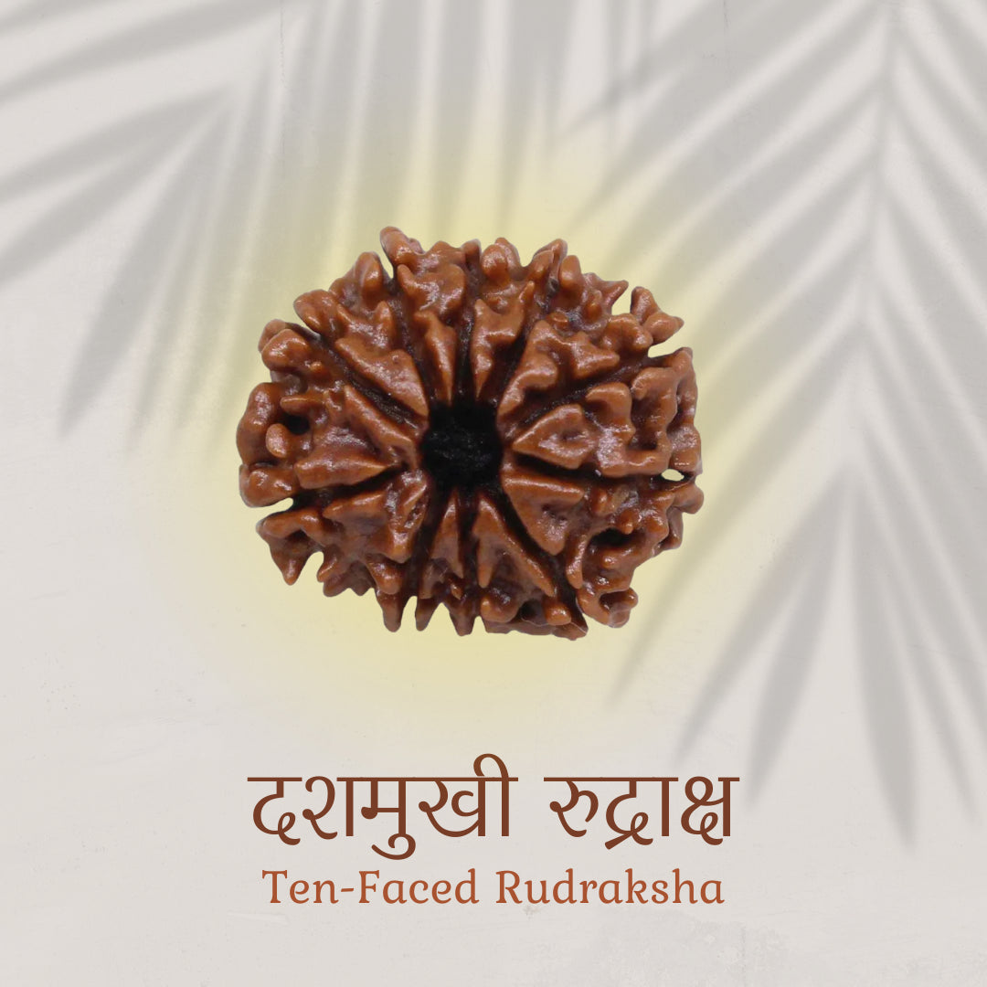 10 Mukhi Rudraksha