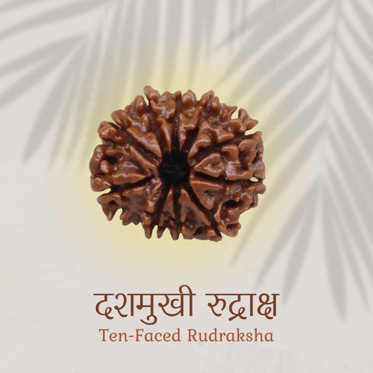 10 Mukhi Rudraksha