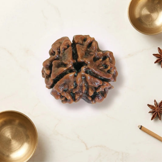 3 Mukhi Rudraksha (Nepali)