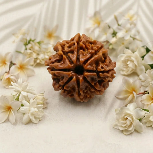 8 Mukhi Rudraksha (nepali)