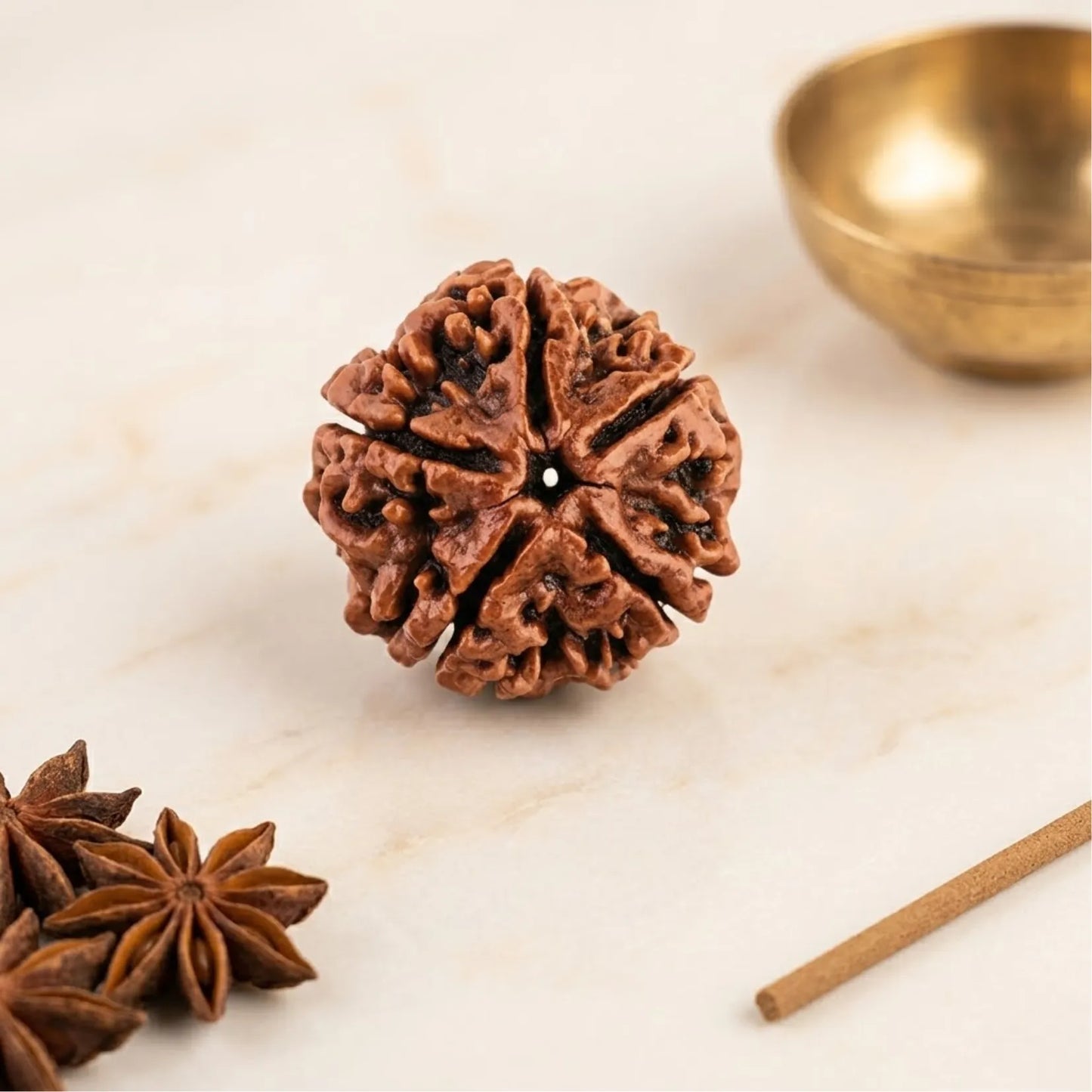 5 Mukhi Rudraksha (Nepali)
