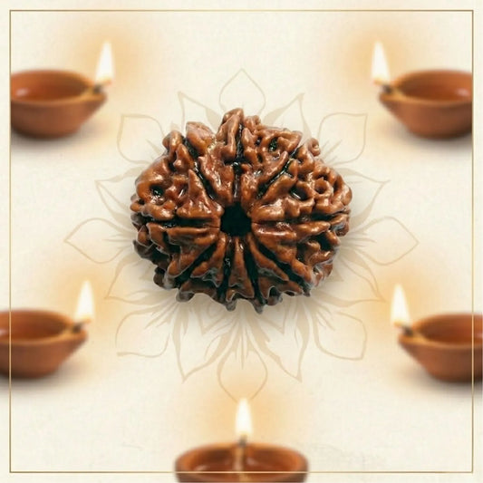 9 Mukhi Rudraksha (Nepali)