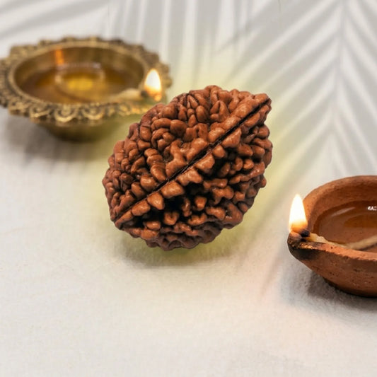 2 Mukhi Rudraksha (Nepali)