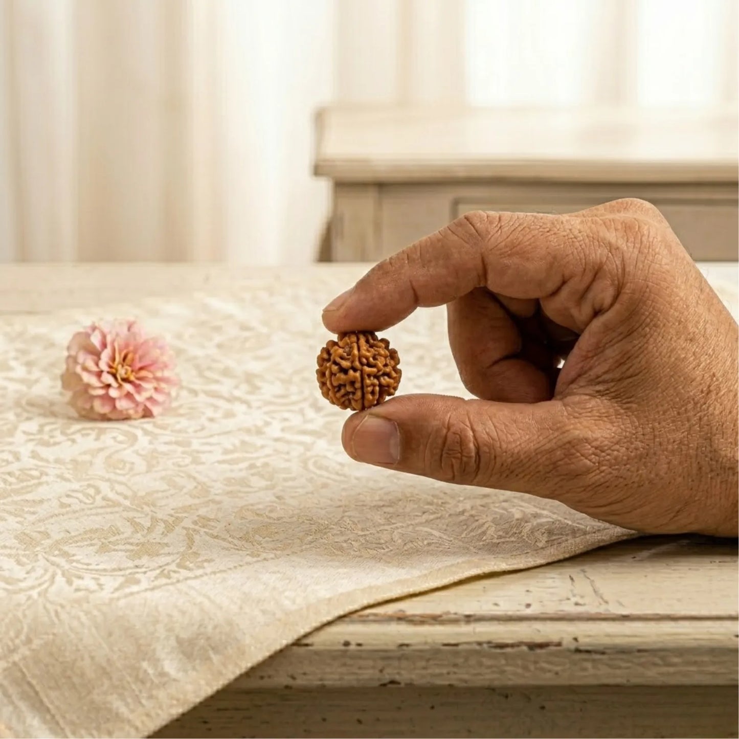2 Mukhi Rudraksha (Indonesian)