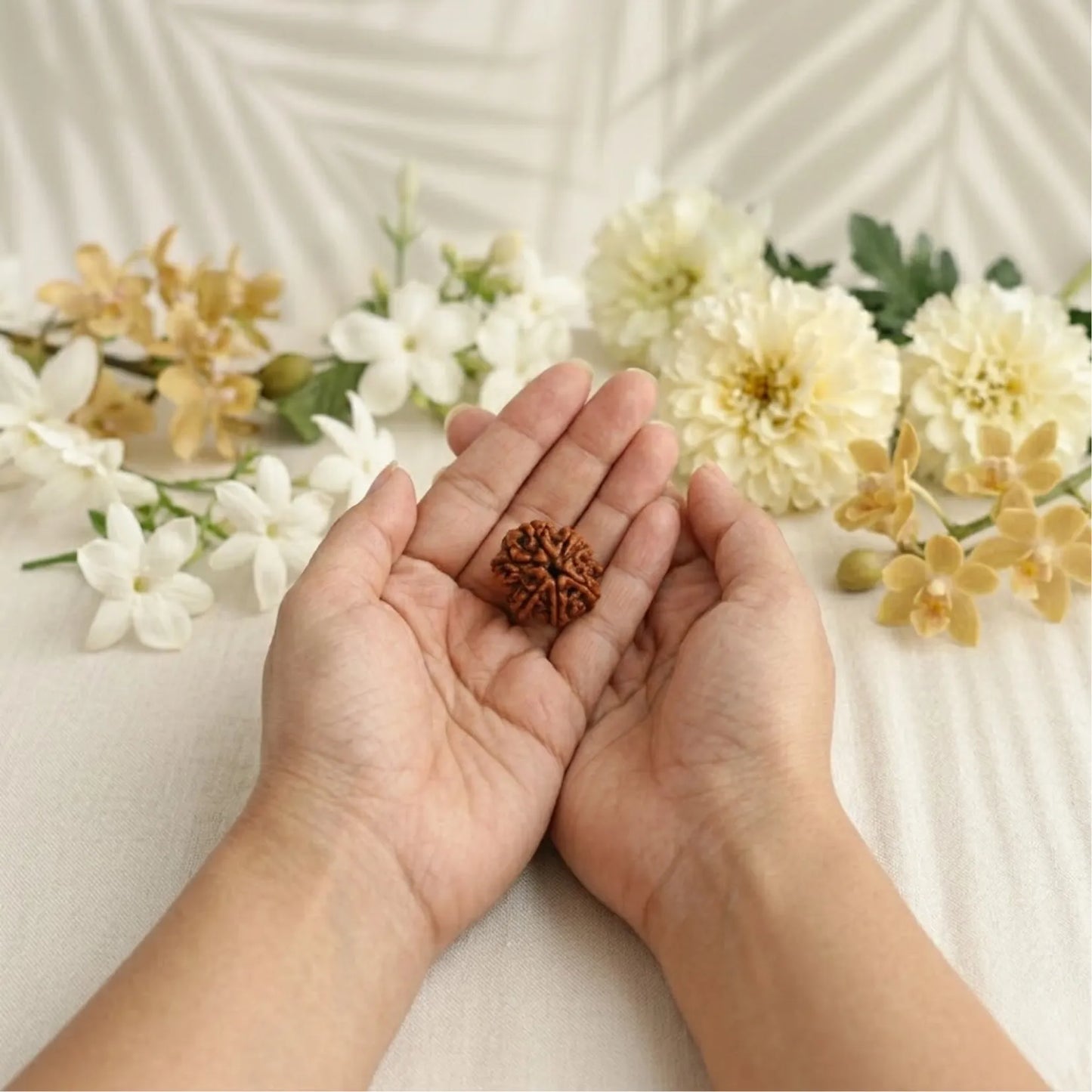 7 Mukhi Rudraksha (Nepali)