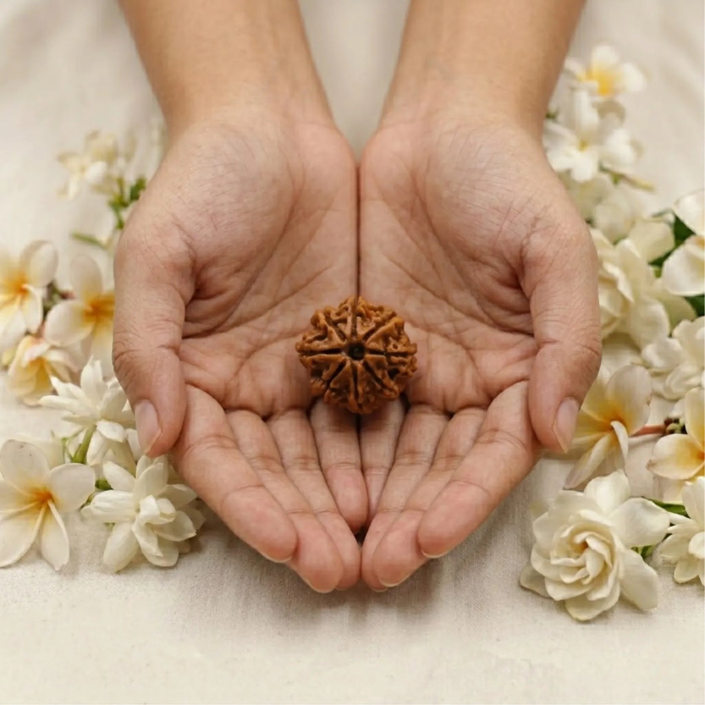 8 Mukhi Rudraksha (nepali)
