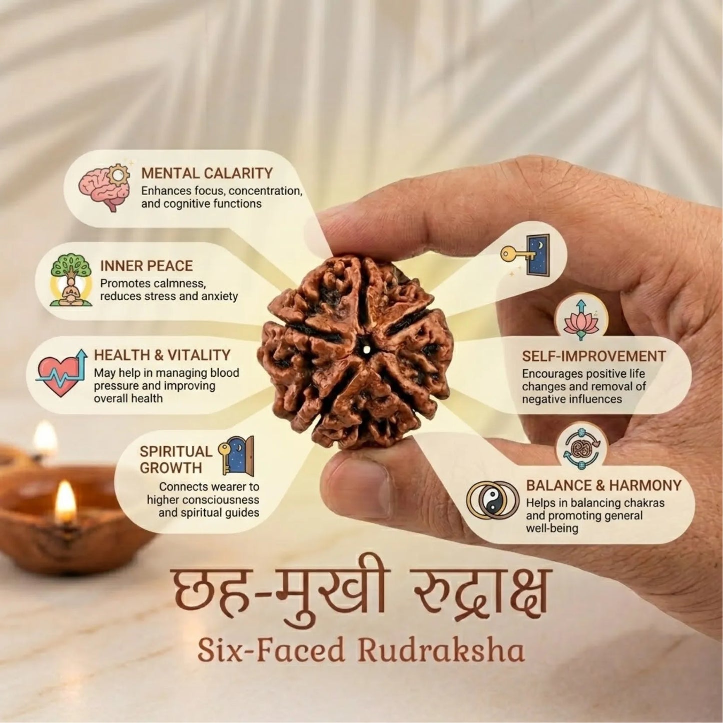 6 Mukhi Rudraksha (Nepali)